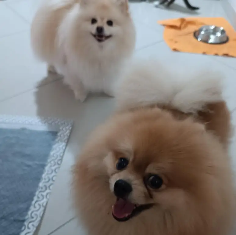 Stephanie, Cookie e Pudim