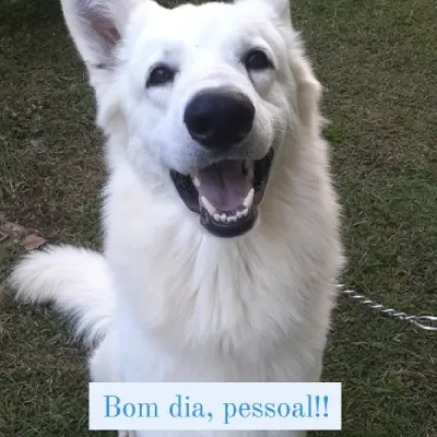 Cão atendido pela MY DOG 3