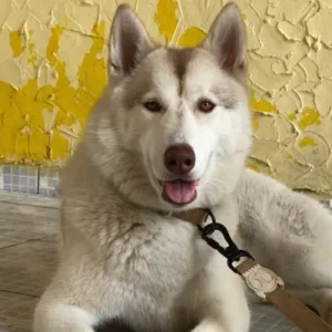 Cão atendido pela MY DOG 4