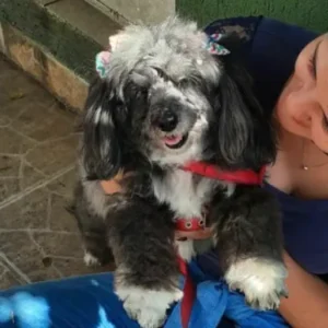 Cão atendido pela MY DOG 5