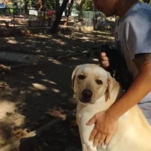 Cão atendido pela MY DOG 6