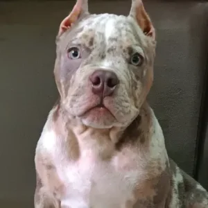 Cão atendido pela MY DOG 10