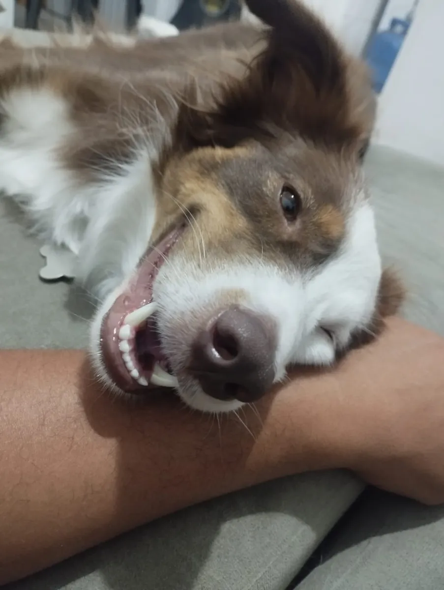 Border collie relaxado ao lado do adestrador de cães durante o treino