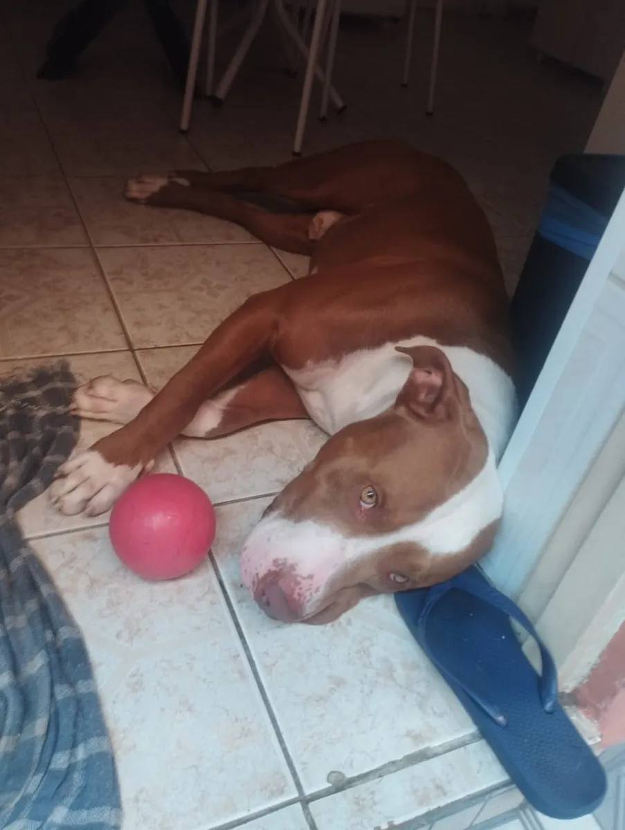 Pitbull descansando com a bolinha após uma sessão de adestramento canino a domicílio