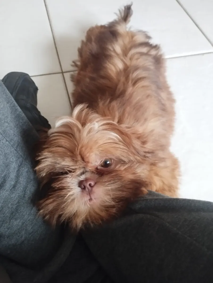 Shih tzu calmo apoiado na perna do tutor durante o adestramento de cachorro
