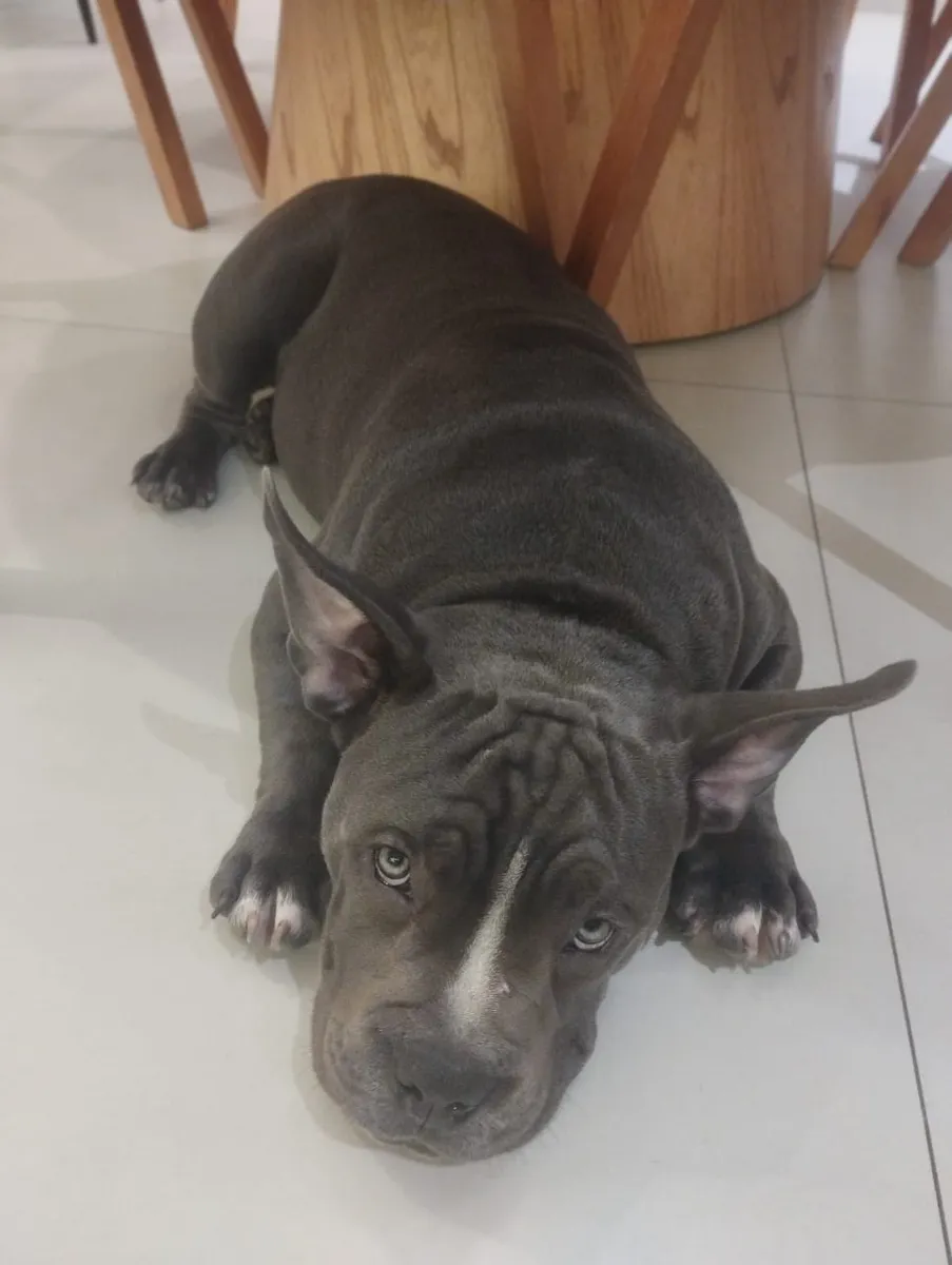 Pitbull cinza deitado em casa durante o adestramento de cães a domicílio em São Paulo