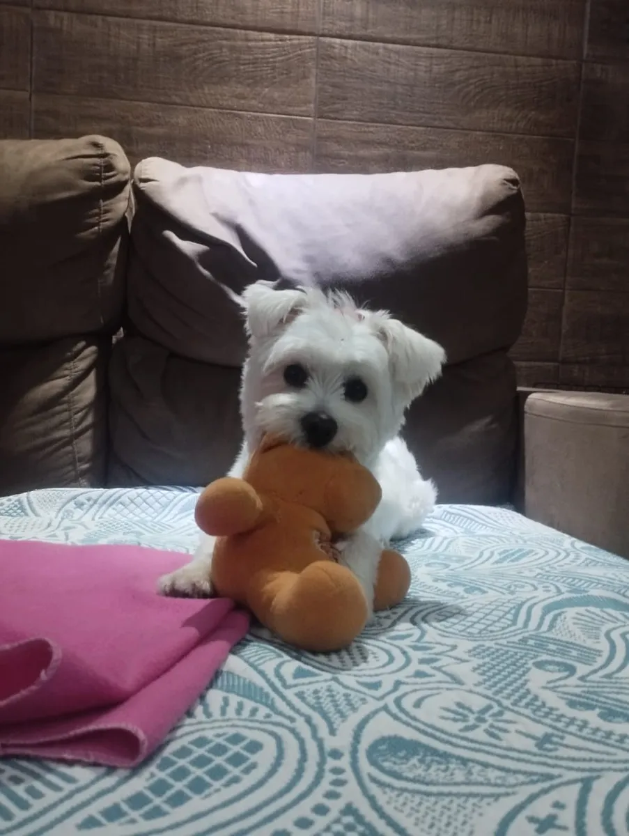 Filhote de maltês com brinquedo em aula de adestramento de filhotes da MY DOG