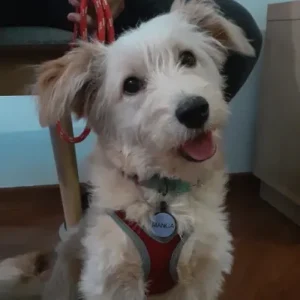 Cão atendido pela MY DOG em São Paulo 17