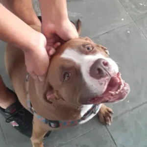 Cão atendido pela MY DOG em São Paulo 18