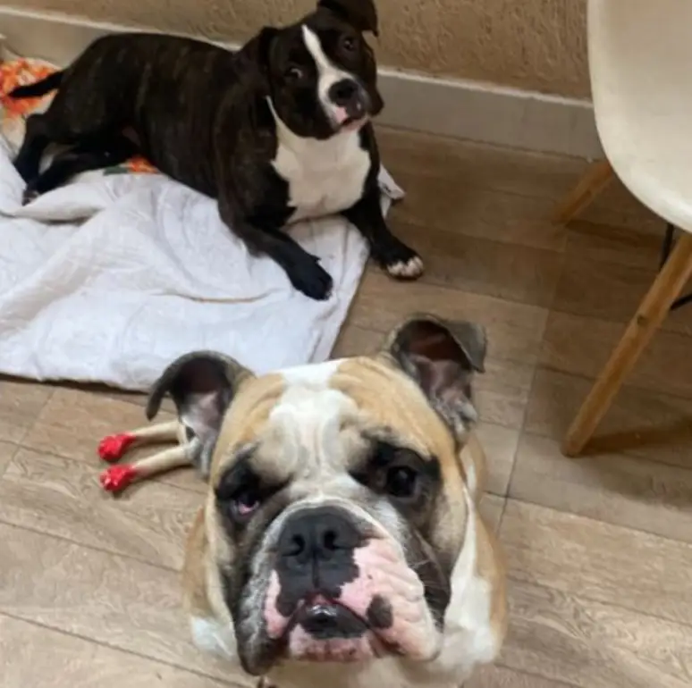 Mariana, Zeca e Maia